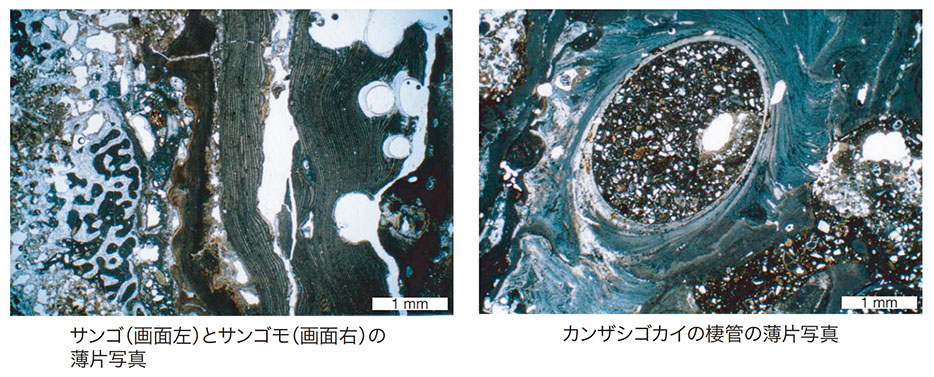 海洋生物の石灰化と硬組織 海洋生物の石灰化と硬組織 | 和田 浩爾, 小林 巖雄 |本 | 通販